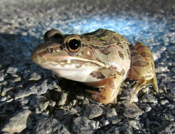  Leopard Frog